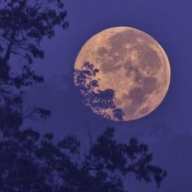 picture of the full moon, viewed through tree branches against a soft purple sky